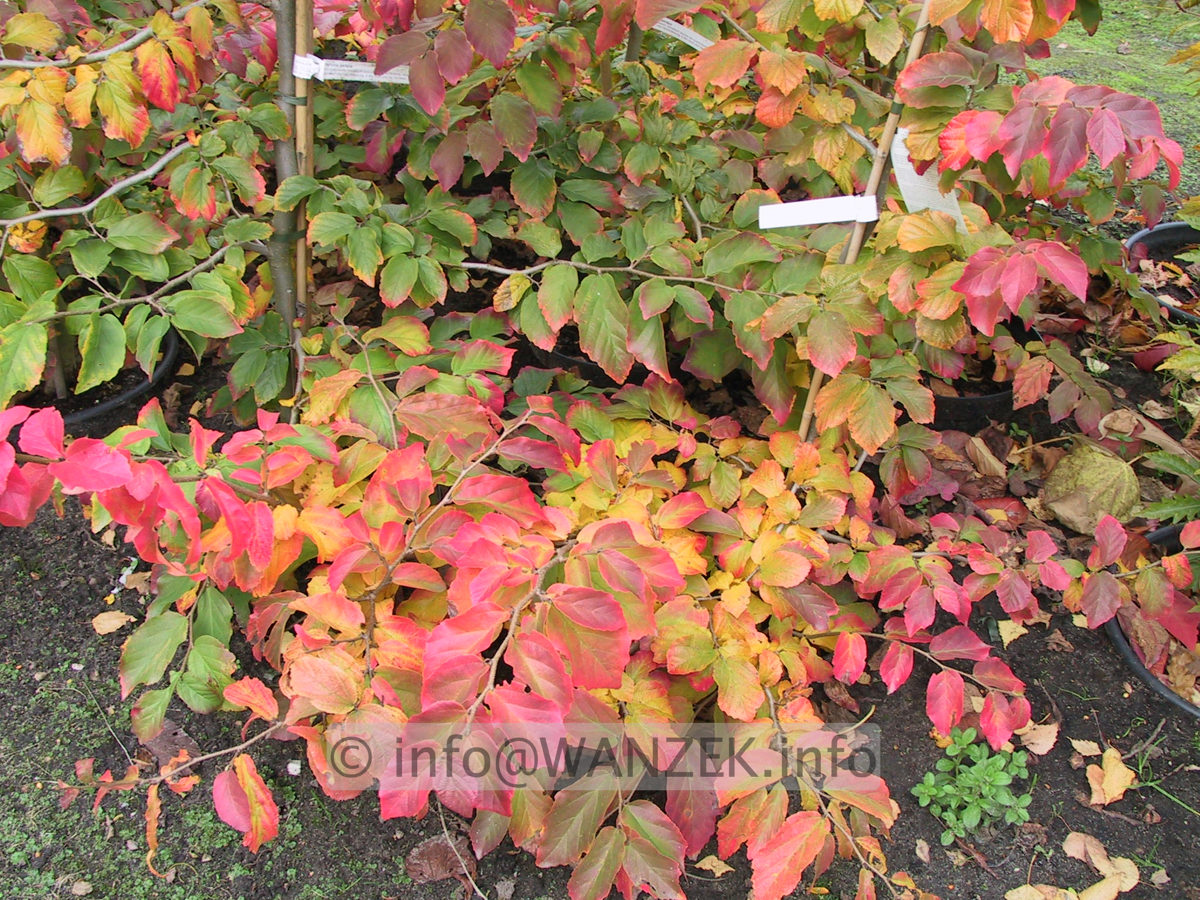 Parrotia persica 02 Herbst.JPG